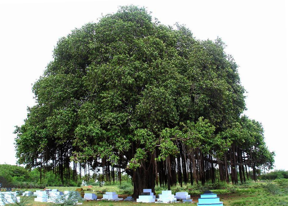 My Journey With Trees: Fascinating Photo Series By Dakshina Murthy